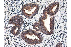 Image no. 11 for anti-Heme Oxygenase (Decycling) 2 (HMOX2) antibody (ABIN1498691) (HMOX2 抗体)