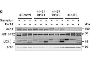 HS1BP3 is a negative regulator of autophagy.