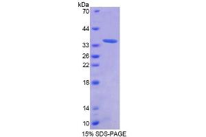 SDS-PAGE analysis of Human AZIN1 Protein. (Antizyme Inhibitor 1 Protein (AZIN1))
