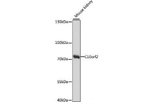 Western blot analysis of extracts of Mouse kidney using C10orf2 Polyclonal Antibody at dilution of 1:1000. (C10orf2 抗体)