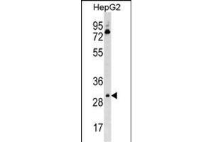 Mouse Cdk6 Antibody (C-term) (ABIN1537046 and ABIN2850396) western blot analysis in HepG2 cell line lysates (35 μg/lane). (CDK6 抗体  (C-Term))