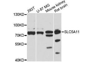 Western Blotting (WB) image for anti-Solute Carrier Family 5 (Sodium/inositol Cotransporter), Member 11 (SLC5A11) antibody (ABIN6289952)