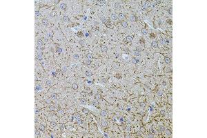 Immunohistochemistry of paraffin-embedded mouse brain using TEFM antibody (ABIN5974873) at dilution of 1/100 (40x lens). (TEFM 抗体)