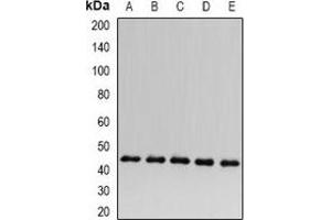 Western blot analysis of ACADS expression in HepG2 (A), Hela (B), mouse kidney (C), rat heart (D), rat liver (E) whole cell lysates.
