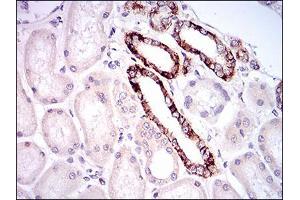 Immunohistochemical analysis of paraffin-embedded kidney tissues using TIE1 mouse mAb with DAB staining. (TIE1 抗体  (AA 385-607))