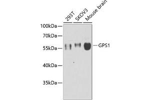 Western blot analysis of extracts of various cell lines, using GPS1 antibody (ABIN6127934, ABIN6141361, ABIN6141362 and ABIN6222653) at 1:1000 dilution. (GPS1 抗体  (AA 258-527))