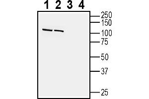 1-2. (Cadherin 13 抗体  (Extracellular, N-Term))