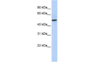 Western Blotting (WB) image for anti-PDZ Domain Containing 1 (PDZK1) antibody (ABIN2458589) (PDZK1 抗体)