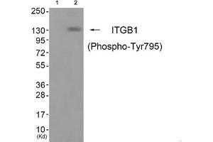 Western blot analysis of extracts from cos-7 cells (Lane 2), using ITGB1 (Phospho-Tyr795) Antibody. (ITGB1 抗体  (pTyr795))