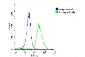 Overlay histogram showing Hela cells stained with (ABIN6244143 and ABIN6578799)(green line). (TMEM106B 抗体  (AA 218-252))