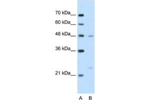 Western Blotting (WB) image for anti-BSD Domain Containing 1 (BSDC1) antibody (ABIN2462597) (BSDC1 抗体)