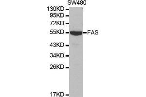 Western blot analysis of extracts of SW480 cell lines, using FAS antibody. (FAS 抗体  (AA 150-250))