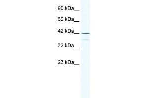 WB Suggested Anti-SOX3 Antibody Titration: 0.