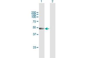 Western Blot analysis of TRIM21 expression in transfected 293T cell line by TRIM21 MaxPab polyclonal antibody. (TRIM21 抗体  (AA 1-475))