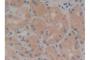 Detection of CASP5 in Human Kidney Tissue using Polyclonal Antibody to Caspase 5 (CASP5) (CASP5 抗体  (AA 145-327))
