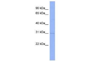 WB Suggested Anti-CLDN18 Antibody Titration:  0. (Claudin 18 抗体  (Middle Region))