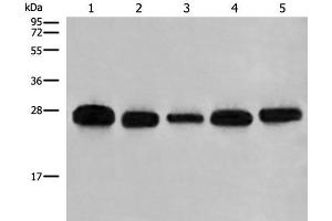 Western blot analysis of 293T A549 Hela K562 and HEPG2 cell lysates using GATD3B Polyclonal Antibody at dilution of 1:400 (C21orf33 抗体)