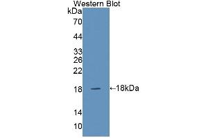 Western blot analysis of the recombinant protein. (SNAPIN 抗体  (AA 2-136))