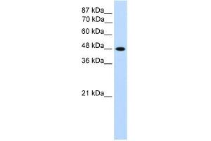 Western Blotting (WB) image for anti-Transcription Factor AP-2 gamma (Activating Enhancer Binding Protein 2 Gamma) (TFAP2C) (N-Term) antibody (ABIN2780497)