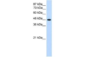 WB Suggested Anti-TFAP2C Antibody Titration:  1. (TFAP2C 抗体  (N-Term))