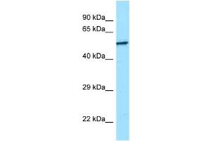 Western Blotting (WB) image for anti-Src-Related Kinase Lacking C-Terminal Regulatory Tyrosine and N-Terminal Myristylation Sites (SRMS) (C-Term) antibody (ABIN2789478)