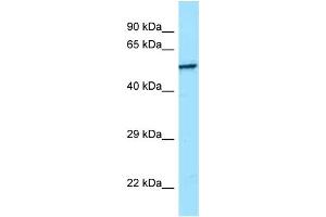 WB Suggested Anti-SRMS Antibody Titration: 1. (SRMS 抗体  (C-Term))