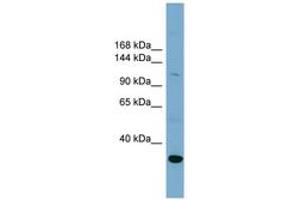 Image no. 1 for anti-Solute Carrier Family 9, Subfamily A (NHE1, Cation Proton Antiporter 1), Member 1 (SLC9A1) (C-Term) antibody (ABIN6743209)