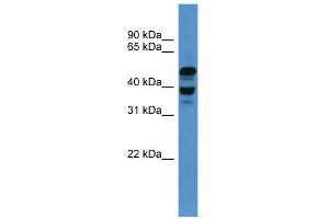 WB Suggested Anti-Ascc1 Antibody Titration: 0. (ASCC1 抗体  (C-Term))