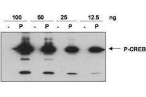 Anti-CREB pS133 was used to detect phosphorylated CREB by western blot. (CREB1 抗体  (pSer133))
