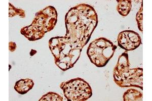 IHC image of ABIN7157587 diluted at 1:400 and staining in paraffin-embedded human placenta tissue performed on a Leica BondTM system. (KIF13A 抗体  (AA 1383-1537))