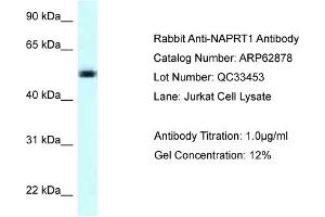 Western Blotting (WB) image for anti-Nicotinate phosphoribosyltransferase (NAPRT) (C-Term) antibody (ABIN971224) (NAPRT1 抗体  (C-Term))