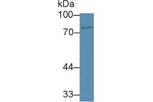 Western Blot; Sample: Human Jurkat cell lysate; Primary Ab: 1µg/ml Rabbit Anti-Human ABCB8 Antibody Second Ab: 0. (ABCB8 抗体  (AA 472-735))