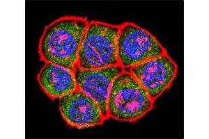 Confocal immunofluorescent analysis of TBP antibody with HeLa cells followed by Alexa Fluor 488-conjugated goat anti-rabbit lgG (green). (TBP 抗体  (AA 301-330))