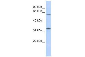 LOC202759 antibody used at 1. (LOC202759 (Middle Region) 抗体)