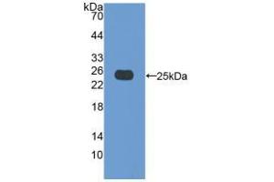 Western blot analysis of recombinant Pig Bax. (BAX 抗体  (AA 1-192))
