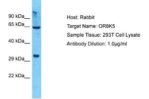 Host: Rabbit Target Name: OR8K5 Sample Type: 293T Whole Cell lysates Antibody Dilution: 1. (OR8K5 抗体  (C-Term))