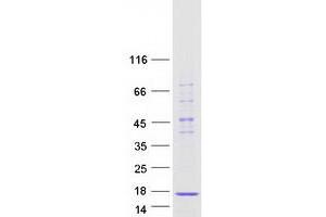Western Blotting (WB) image for Small Nuclear Ribonucleoprotein D2 Polypeptide 16.5kDa (SNRPD2) (Transcript Variant 1) protein (Myc-DYKDDDDK Tag) (ABIN2732317)