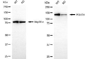 Western blotting analysis using POLD1 antibody (ABIN7799876). (Recombinant POLD1 抗体)