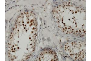 Immunoperoxidase of monoclonal antibody to TCF19 on formalin-fixed paraffin-embedded human testis. (TCF19 抗体  (AA 17-102))