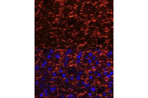 Immunofluorescence analysis of mouse brain cells using PLP1 Rabbit pAb (ABIN7269724) at dilution of 1:100 (40x lens). (PLP1 抗体  (AA 145-210))