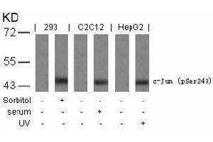 Image no. 1 for anti-Jun Proto-Oncogene (JUN) (pSer243) antibody (ABIN196654) (C-JUN 抗体  (pSer243))