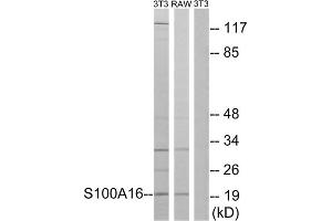 Western blot analysis of extracts from 3T3 cells and RAW264.