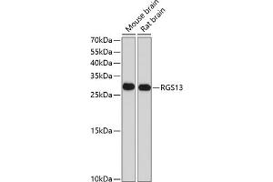 Western blot analysis of extracts of various cell lines, using RGS13 antibody (ABIN6131953, ABIN6146915, ABIN6146916 and ABIN6214144) at 1:1000 dilution. (RGS13 抗体  (AA 1-159))