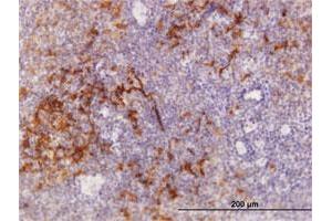 Immunoperoxidase of purified MaxPab antibody to TRAF1 on formalin-fixed paraffin-embedded human tonsil. (TRAF1 抗体  (AA 1-416))