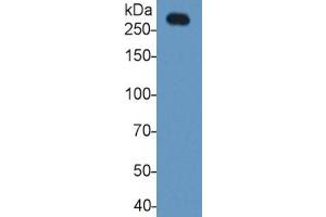 Rabbit Capture antibody from the kit in WB with Positive Control: Sample Rat Serum.