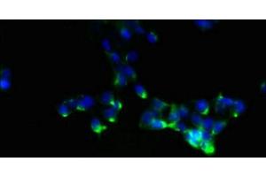 Immunofluorescent analysis of 293 cells using ABIN7161118 at dilution of 1:100 and Alexa Fluor 488-congugated AffiniPure Goat Anti-Rabbit IgG(H+L) (NDFIP1 抗体  (AA 2-116))