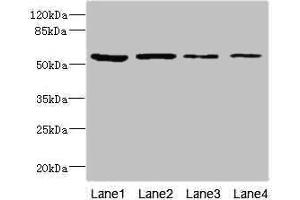 Western blot All lanes: EDIL3 antibody at 3. (EDIL3 抗体  (AA 60-300))