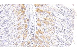 Detection of FGF21 in Mouse Stomach Tissue using Polyclonal Antibody to Fibroblast Growth Factor 21 (FGF21) (FGF21 抗体  (AA 29-209))