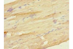 Immunohistochemistry of paraffin-embedded human skeletal muscle tissue using ABIN7153183 at dilution of 1:100