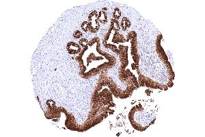 anti-Anterior Gradient Homolog 2 (Xenopus Laevis) (AGR2) antibody